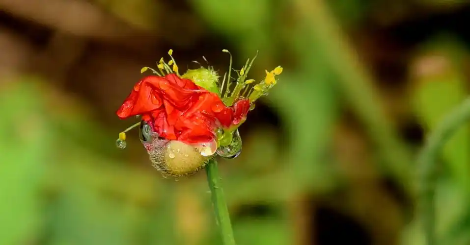 虞美人花上的小水珠