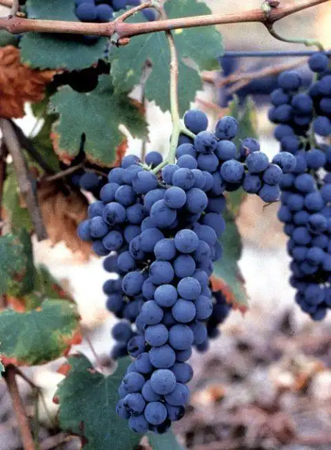 皮埃蒙特小众本土红葡萄品种 - 知乎