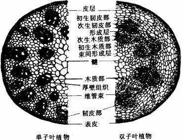 双子叶植物草质茎有没有形成层