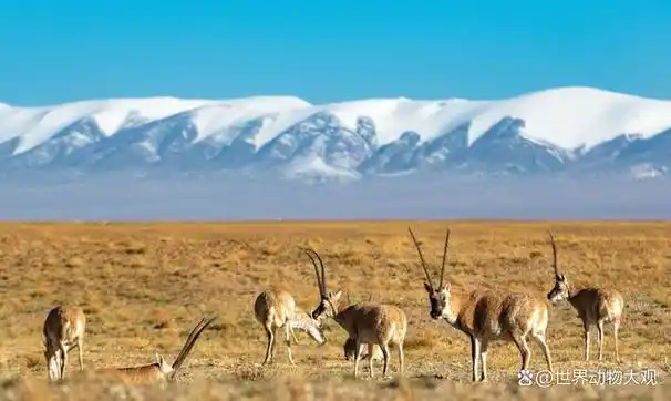 藏羚羊,又被称为藏羚,是生活在高原地区的代表物种,主要分布在中国的