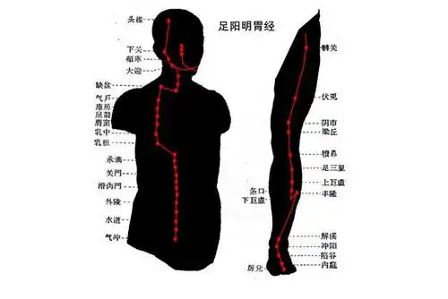 疏通胃经建议每天敲腿10分钟希望你能坚持