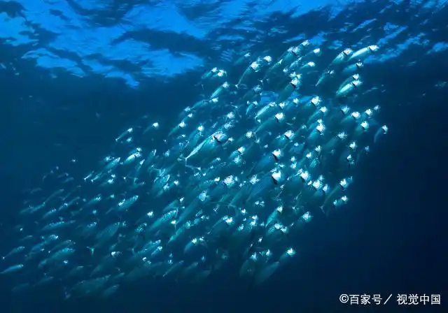 不时地闪烁着点点亮光,仿若深海里的珍宝,这就是各种会发光的鱼类