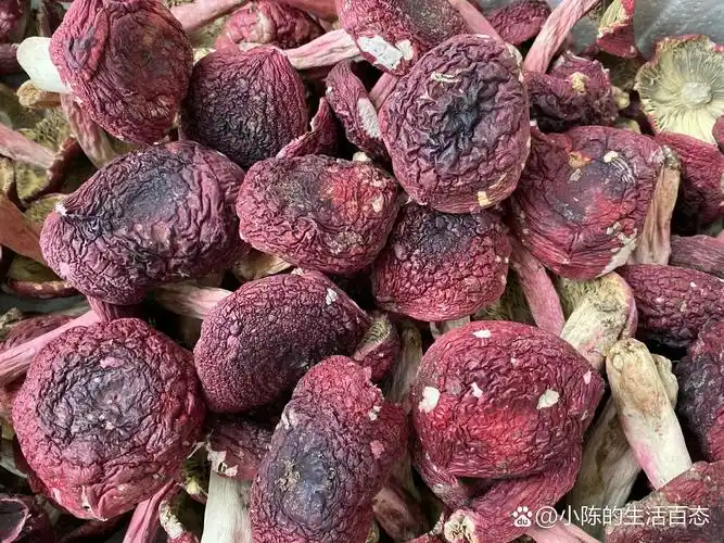 这段时间是野生大红菇生长的季节,这不这一个星期收货了这么多,大红菇