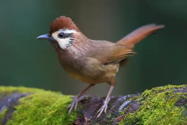 白颊噪鹛中国南方低山灌丛鸟类肠发达与体长等长
