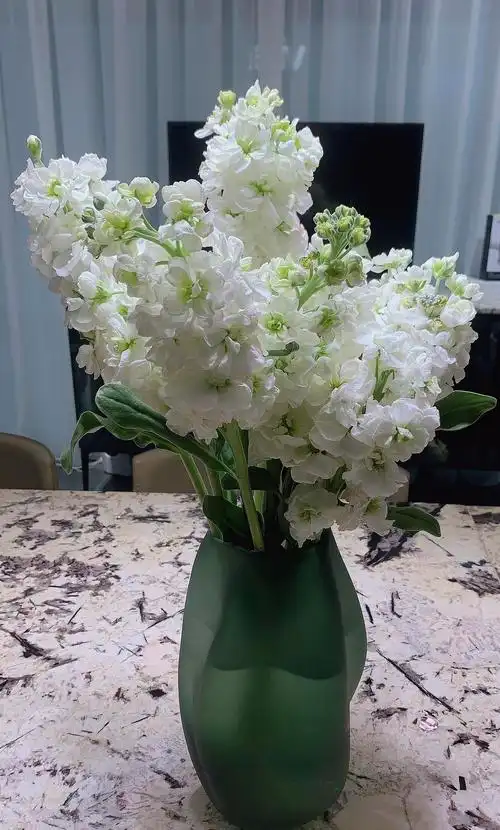 貌美白色紫罗兰