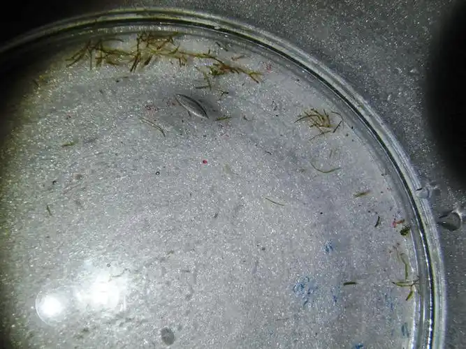 之前抱卵的黑壳终于孵化出小虾了