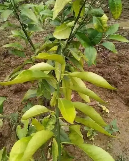 柑橘施肥一定要预防肥害不然白辛苦一年