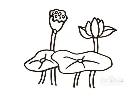 画荷花的儿童卡通简笔画教程
