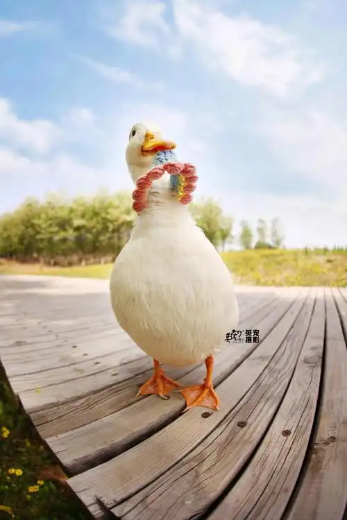 小鸭鸭的春天好可爱