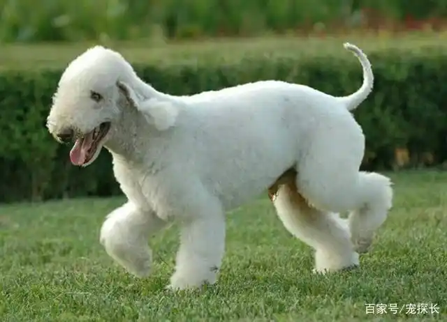 五种独居魅力,高颜值长脸狗狗