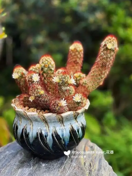 00多肉植物金手指仙人球粗陶花盆