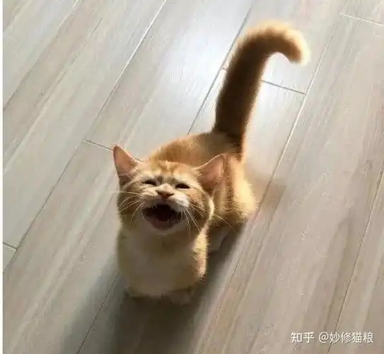 如果你家猫咪的尾巴经常高高翘起来,还会经常黏着你,跑过来蹭你,说明