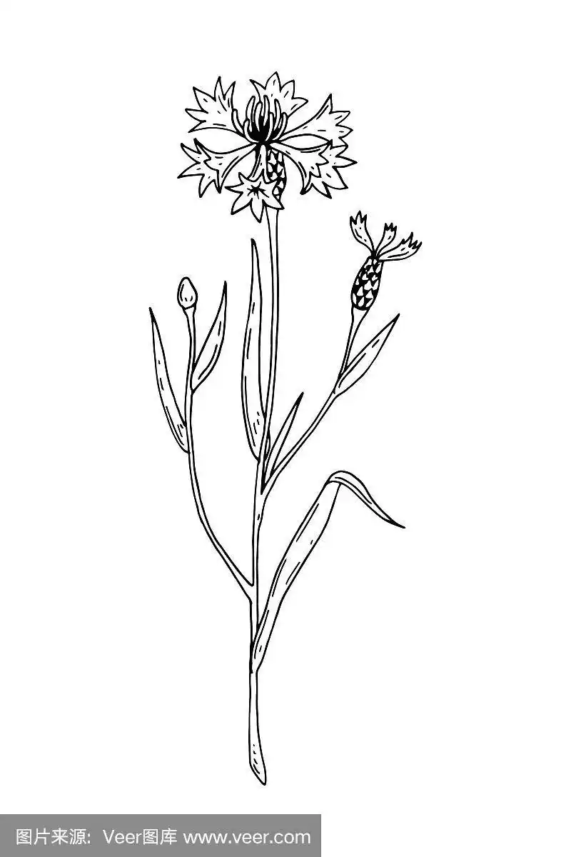 手绘矢量插图的矢车菊孤立在白色.草甸植物素描