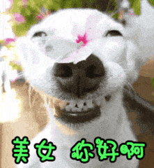 可爱配合呲牙蝴蝶美女你好啊gif动图_动态图_表情包下载_soogif