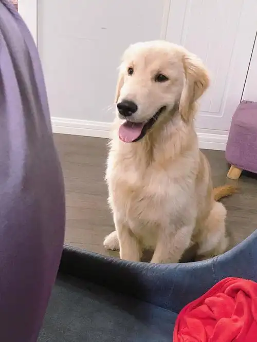 金毛弟弟日常照