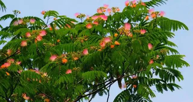 绒花一般是指合欢树的花朵,合欢树又叫做绒花树,是其中一个别称.