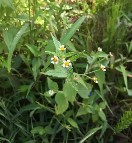 牛膝菊是菊科一年生草本植物,该种全草药用,有止血,消炎之功效