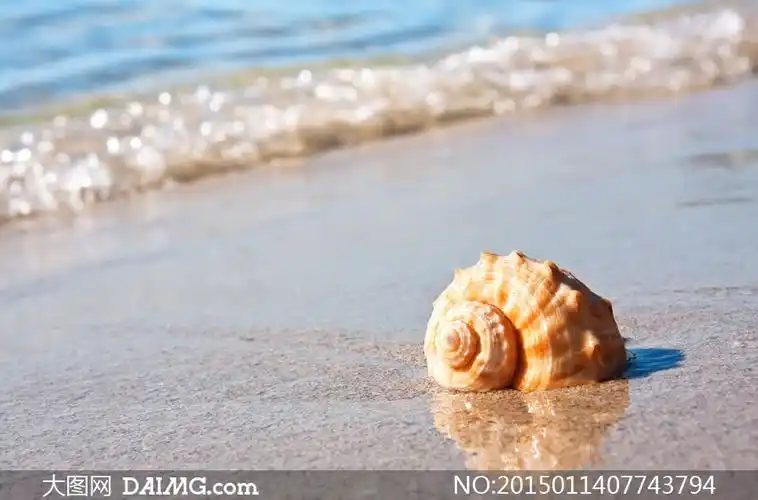趴在沙滩上的海螺微距摄影高清图片_大图网图片素材