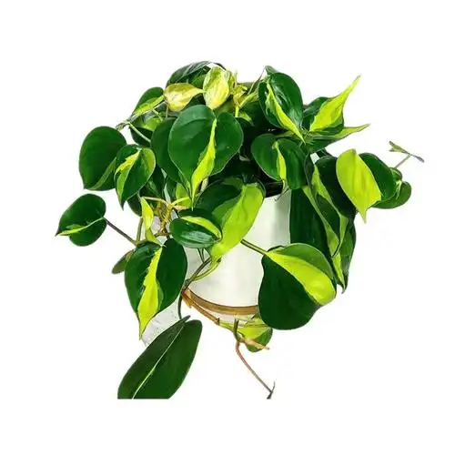 花叶杏叶藤斑叶心叶藤绿萝客厅常绿叶易养活吸甲醛防辐射吊兰植物--爱