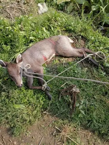 警民合力救青麂——梁山派出所民警救助二级野生保护动物