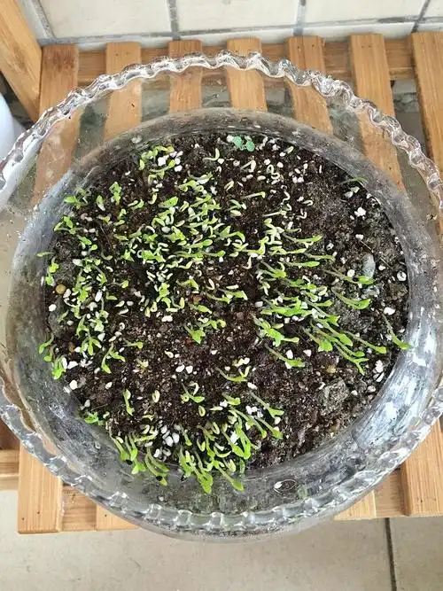 我的火龙果真的发芽了,太有成就感了.