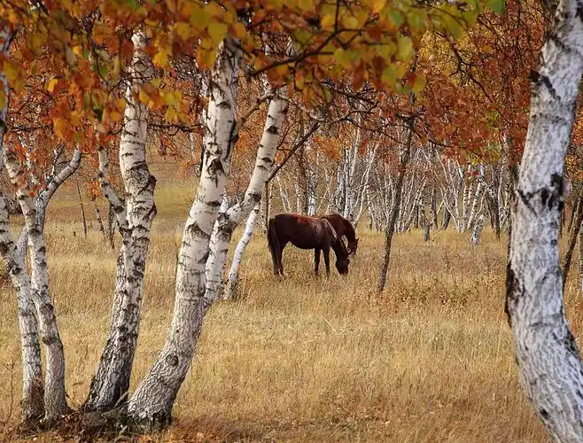 白桦树图片大全 白桦树的资料特点