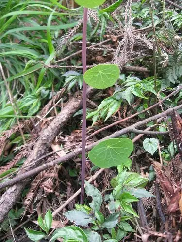 4月29日 血散薯(山乌龟)