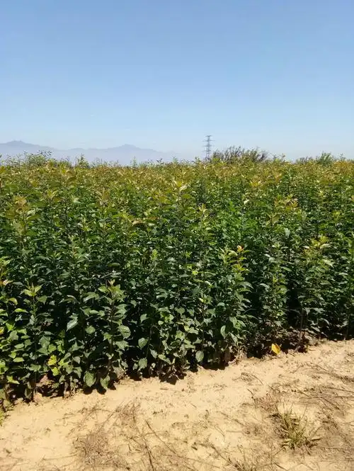 八棱海棠树特点怀来海棠树苗怎么种