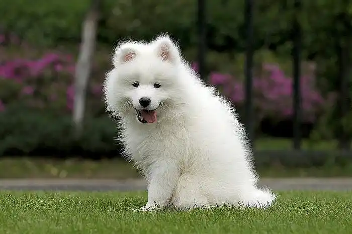 大狗生的一窝萨摩耶宝宝