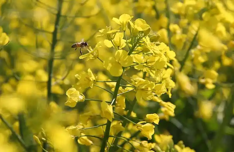 【兴化油菜花摄影图片】江苏兴化风光摄影_时光荏苒_太平洋电脑网摄影