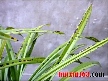 兰花的病虫害防治3