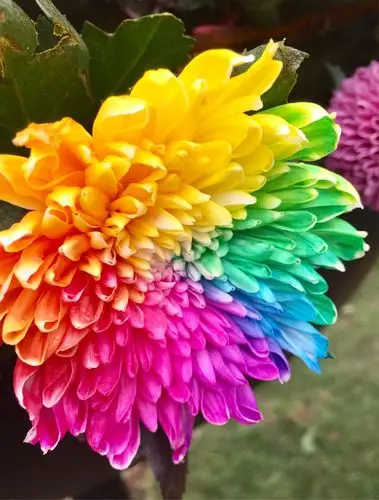 开封菊花节的七彩菊各外美.