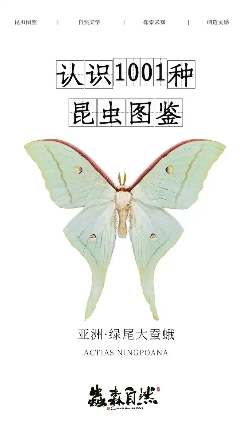 绿尾大蚕蛾|昆虫图鉴科普|花花绿绿幺蛾子  95  昆 虫  - 抖音