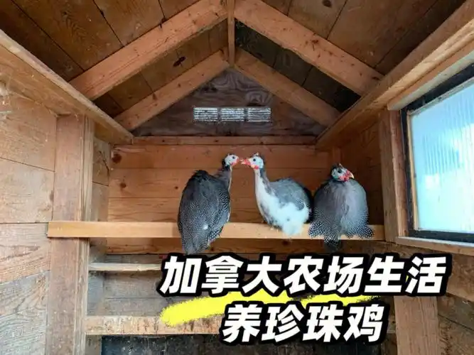 加拿大农场生活养珍珠鸡