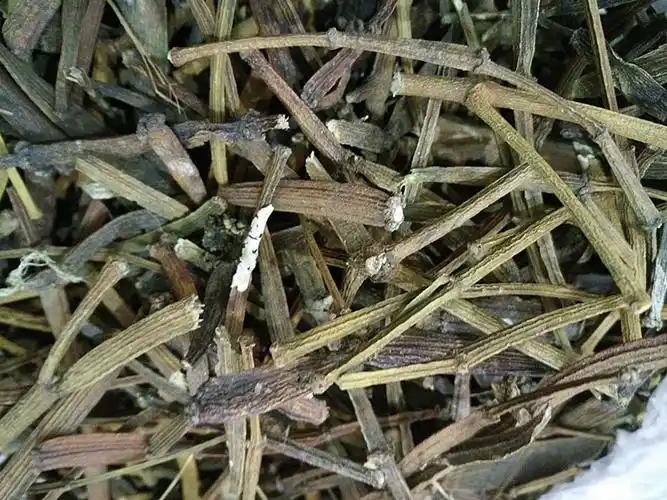 柿子寄生茶功效与作用