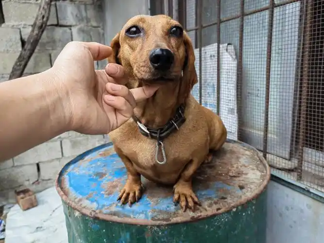 腊肠犬  #腊肠  #腊肠狗  #狗狗日常