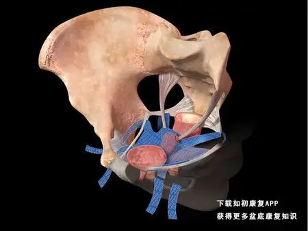 子宫脱垂子宫脱垂已经出来如拳头大小了有没有可以托住_百度知道