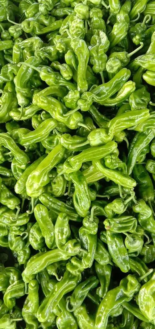 兰陵县万亩芜湖椒大量上市,微黄,微辣,皮薄,质量很.