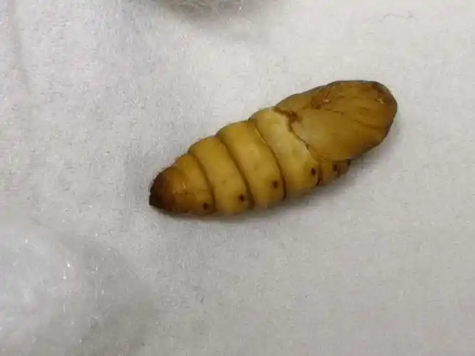 蚕宝宝的一生201903