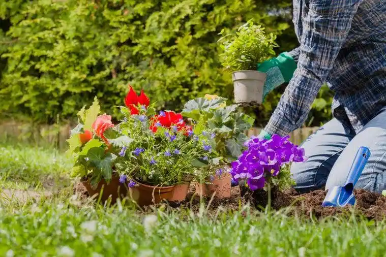 花园里女人正在种花