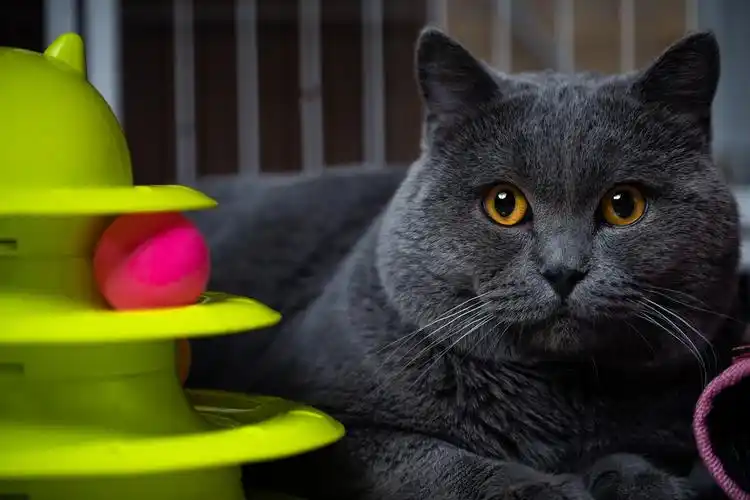 蓝猫- 可慧摄影 - 图虫