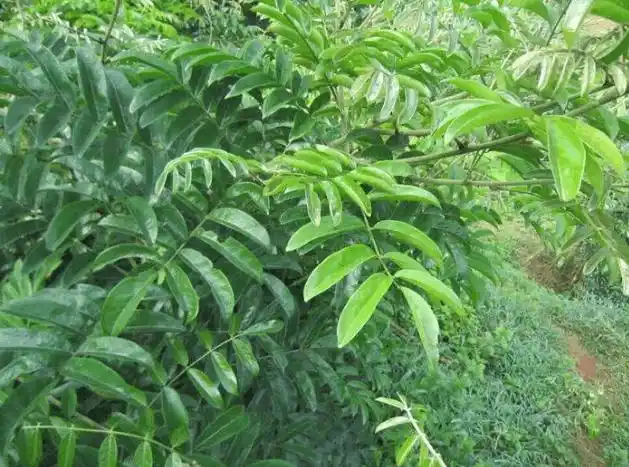 这种野草,名为"牛大力",吃了真能像牛那样有力气么?