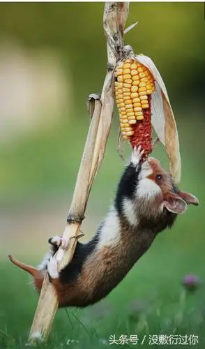 拍下仓鼠进食可爱画面