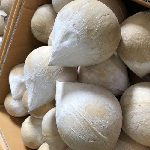 京鲜配送海南牛奶香水椰子椰青白椰皇香甜多汁当应季孕妇补水新鲜热带