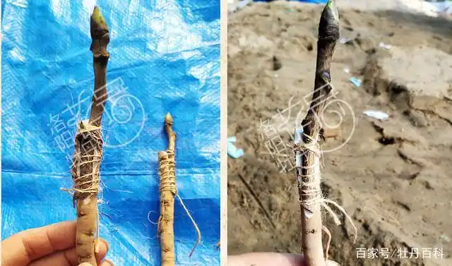 观赏牡丹嫁接方法和技巧,新手一定要掌握的小知识!