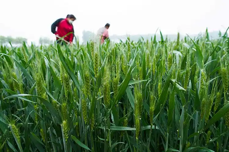 5月10日,农民在河北省遵化市东新庄镇后河北庄村的麦田劳作.