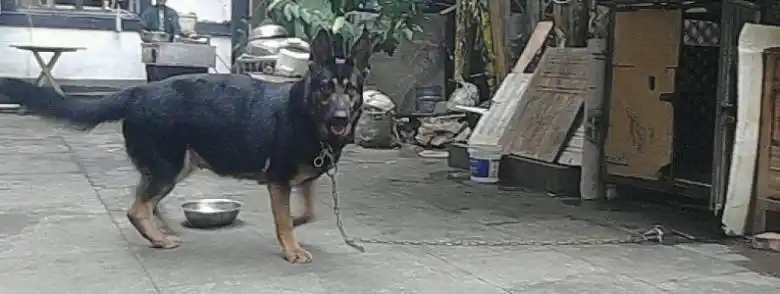 预定东德串西德的狗崽