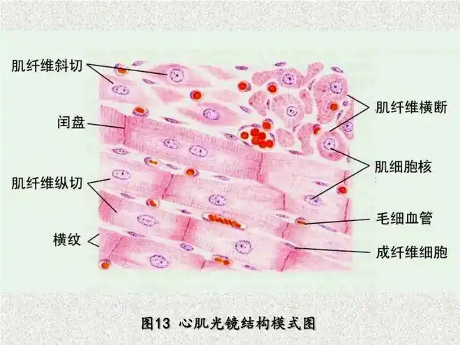 解剖生理速成课——心脏跳动|房室|窦房|心肌|细胞_网易订阅