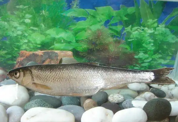 p> b>程海白鱼 /b>( i>anabarilius liui chenghaiensis /i> he)   b