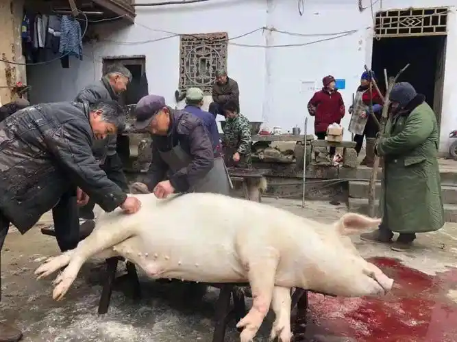 【分享】年味习俗—杀猪_年猪